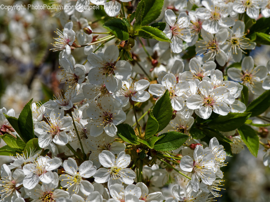 Plant, Flower, Blossom, Pollen, Cherry Blossom