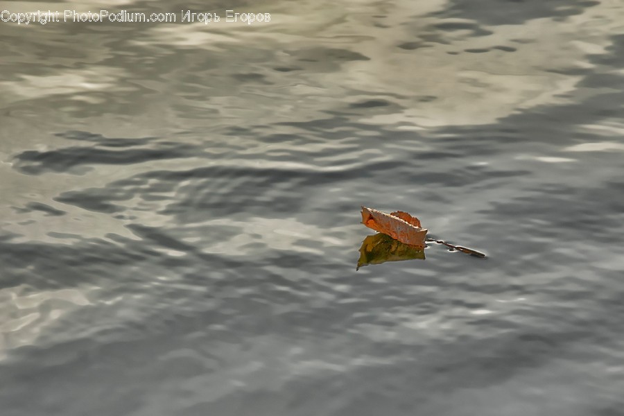 Water, Outdoors, Plant, Leaf, Invertebrate