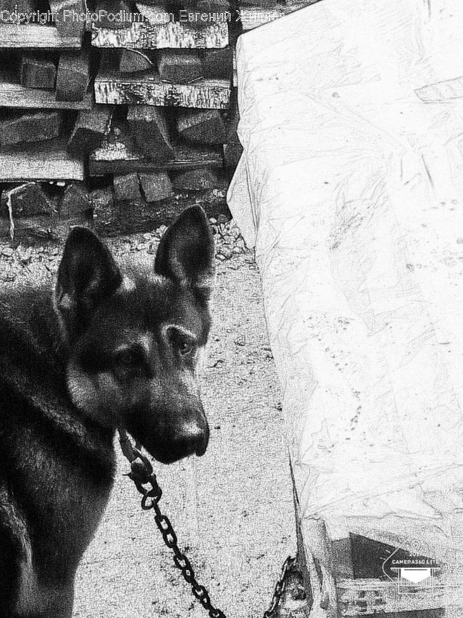 Mammal, Animal, Dog, Pet, German Shepherd