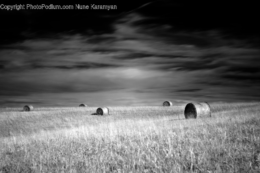 Nature, Outdoors, Countryside, Field, Animal