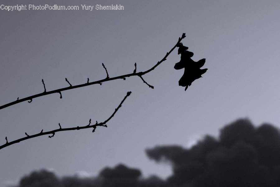 Silhouette, Bird, Animal, Flying, Agelaius