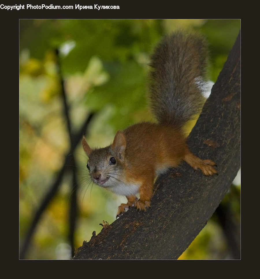 Animal, Mammal, Rodent, Squirrel