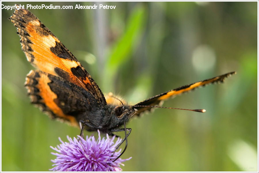 Butterfly, Insect, Invertebrate, Asteraceae, Blossom, Flora, Flower