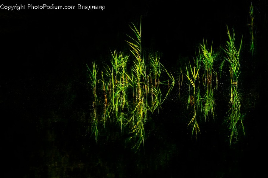 Vegetation, Plant, Tree, Grass, Bush