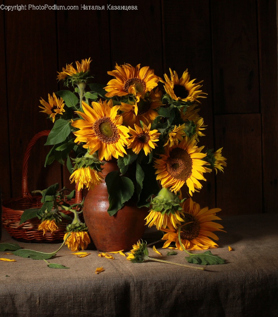 Plant, Flower, Blossom, Flower Arrangement, Flower Bouquet