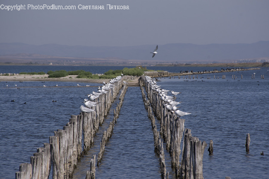 Water, Waterfront, Animal, Bird, Dock