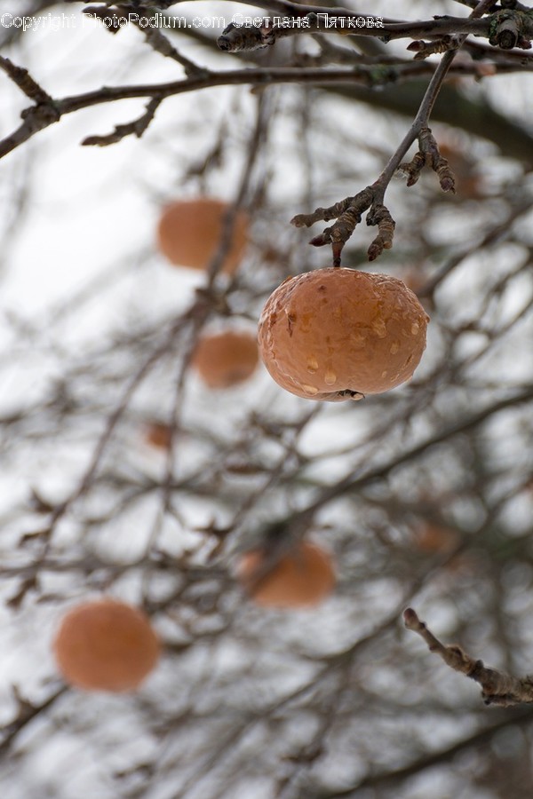 Plant, Food, Produce, Persimmon, Fruit