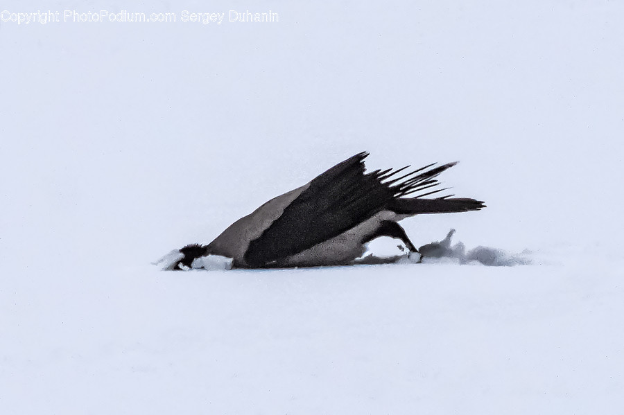 Bird, Animal, Eagle, Vulture, Agelaius