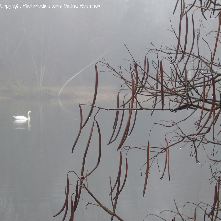 Nature, Weather, Outdoors, Fog, Mist