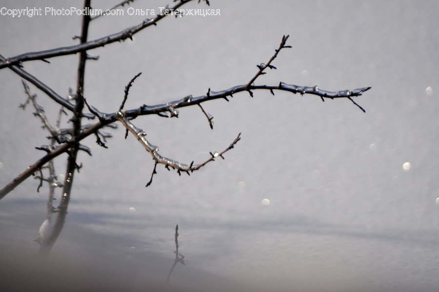 Nature, Flying, Animal, Bird, Fog