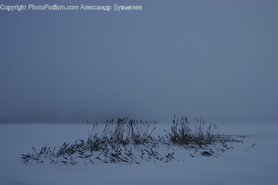 Nature, Outdoors, Animal, Bird, Fog
