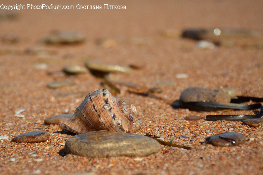 Road, Dirt Road, Gravel, Ground, Invertebrate