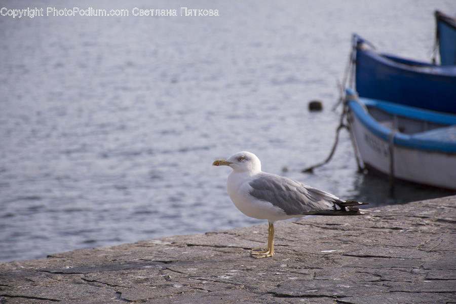 Animal, Bird, Seagull, Vehicle, Transportation