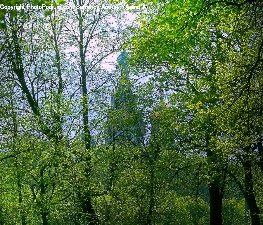 Forest, Vegetation, Conifer, Fir, Plant, Tree, Birch