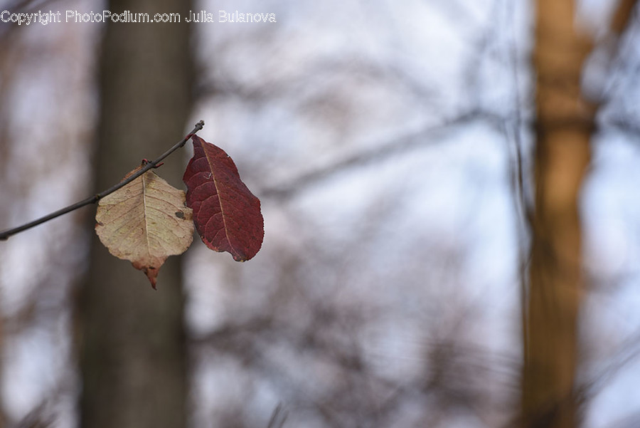 Veins, Insect, Invertebrate, Animal, Leaf