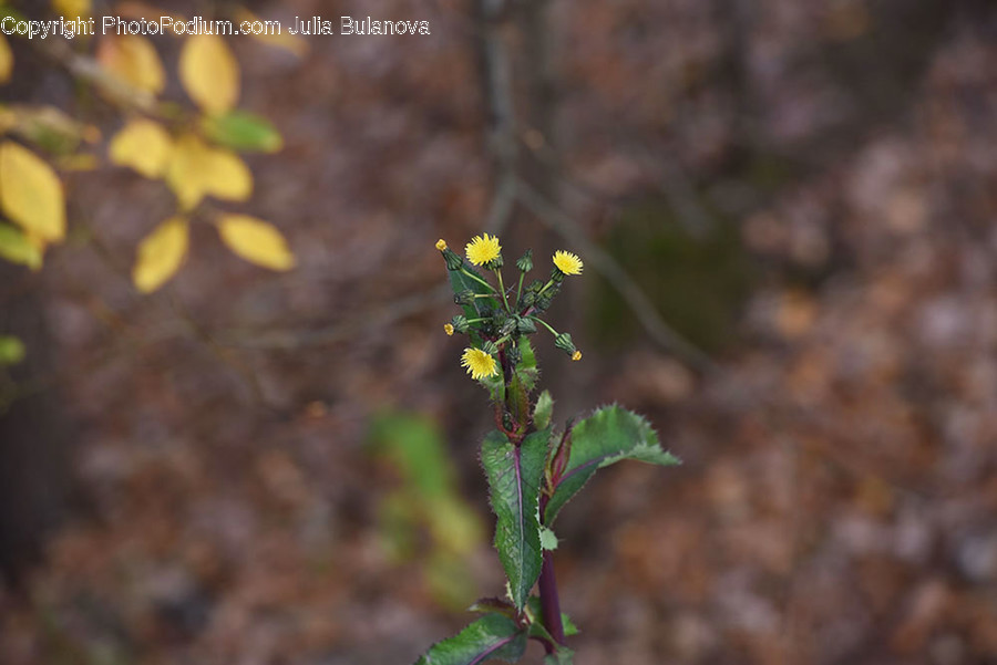 Plant, Flower, Blossom, Apiaceae, Pollen
