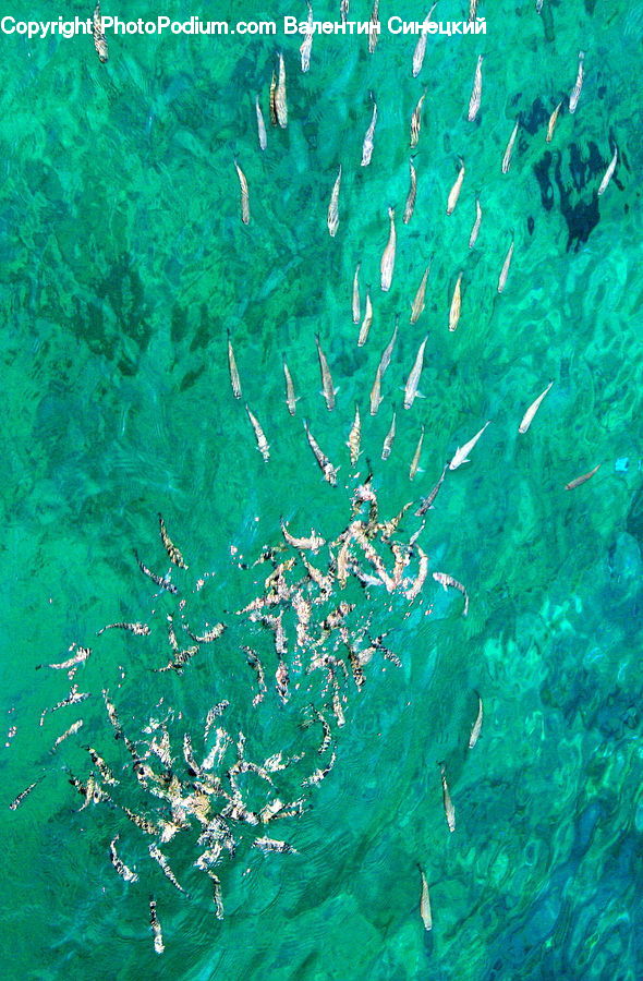 Coral Reef, Outdoors, Reef, Sea, Sea Life, Water, Fish