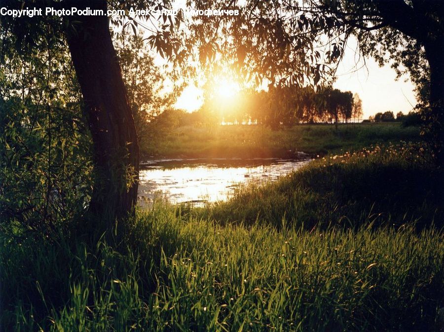 Field, Grass, Grassland, Plant, Tree, Willow, Landscape