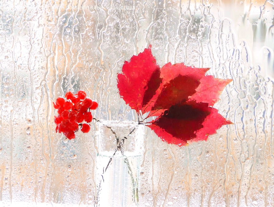 Leaf, Plant, Tree, Art, Blossom
