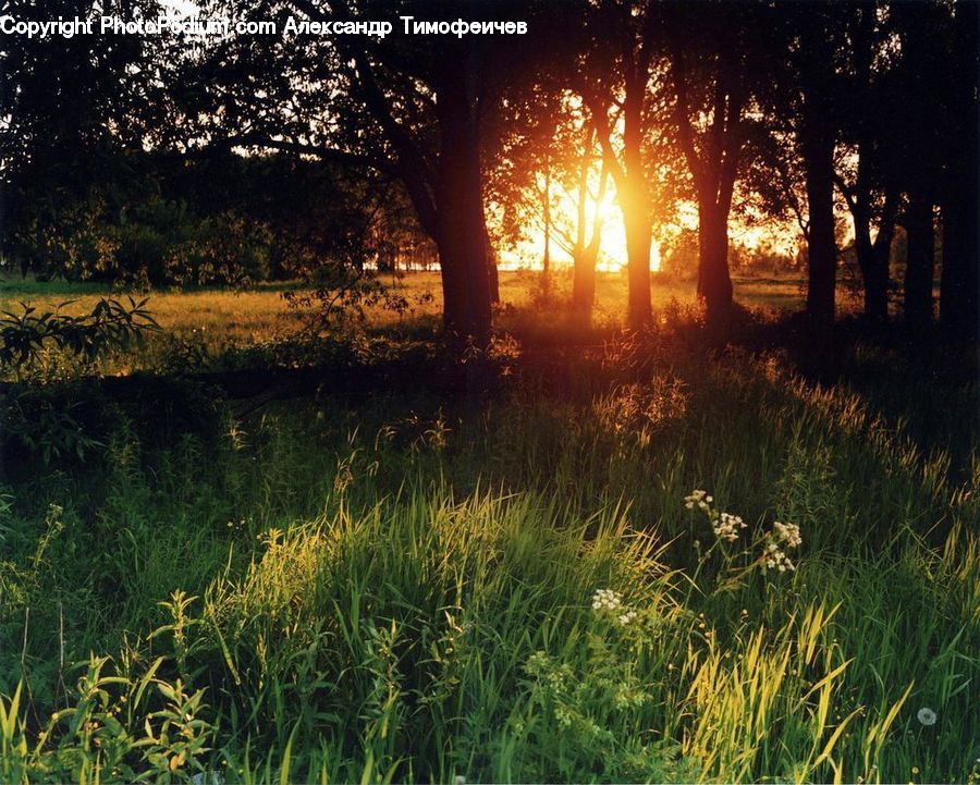 Field, Grass, Grassland, Plant, Land, Outdoors, Landscape