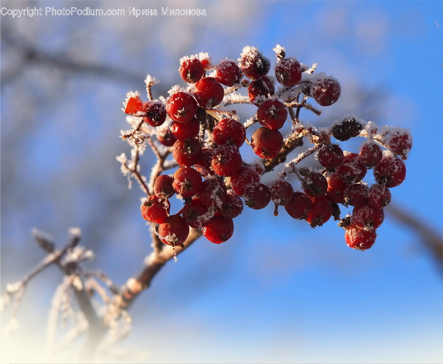 Plant, Nature, Outdoors, Food, Ice