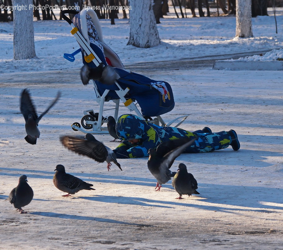 Animal, Bird, Flock, Pigeon, Dove