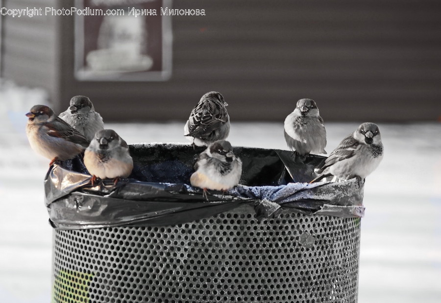 Bird, Animal, Sparrow, Finch, Anthus