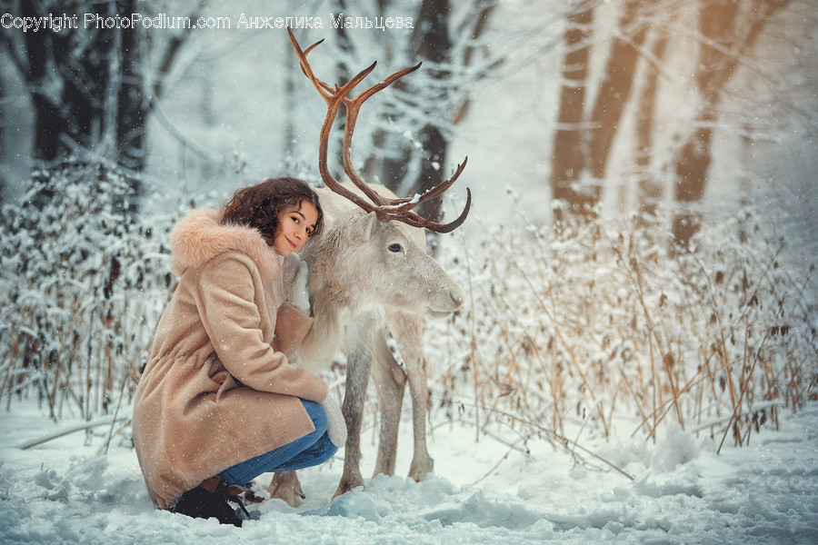 Elk, Deer, Mammal, Animal, Wildlife