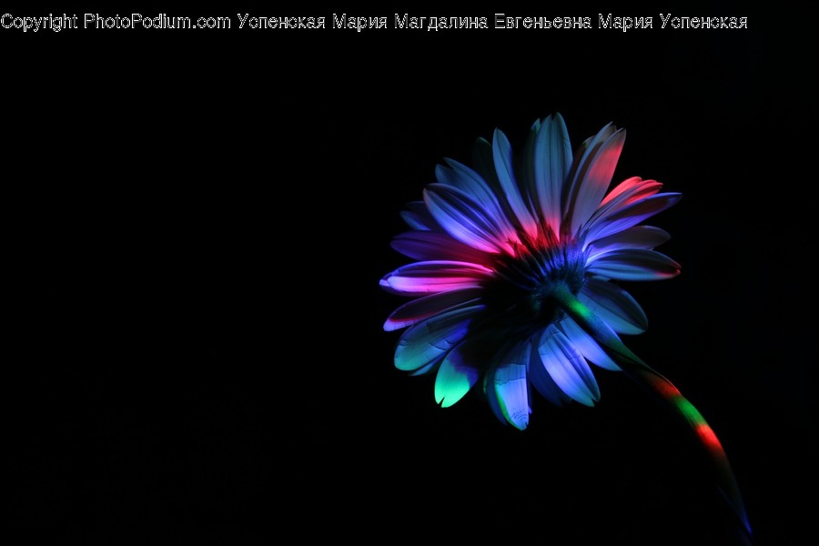 Light, Flare, Plant, Blossom, Flower