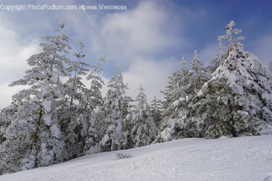 Tree, Plant, Fir, Abies, Nature