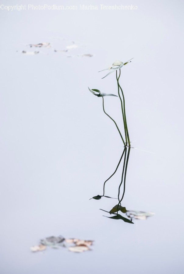 Bird, Animal, Plant, Flower, Blossom