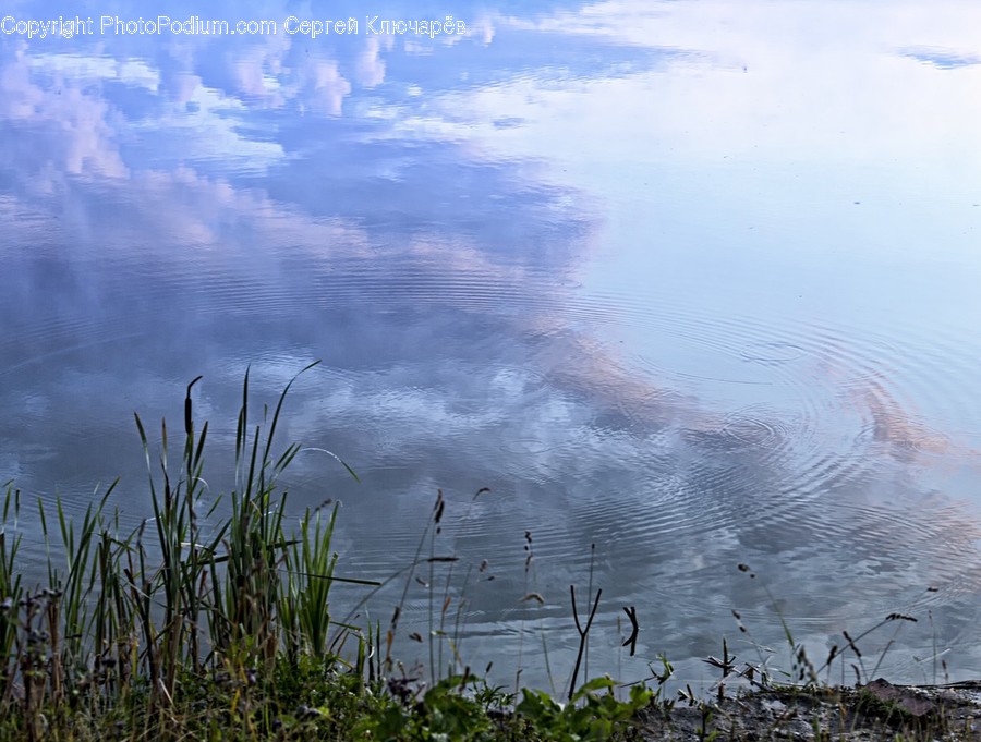 Water, Outdoors, Animal, Bird, Ripple