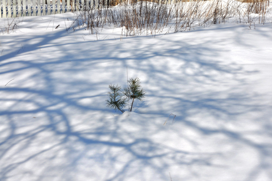 Plant, Tree, Fir, Abies, Outdoors