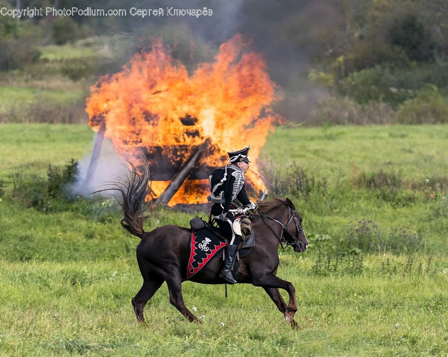 Human, Person, Mammal, Animal, Horse