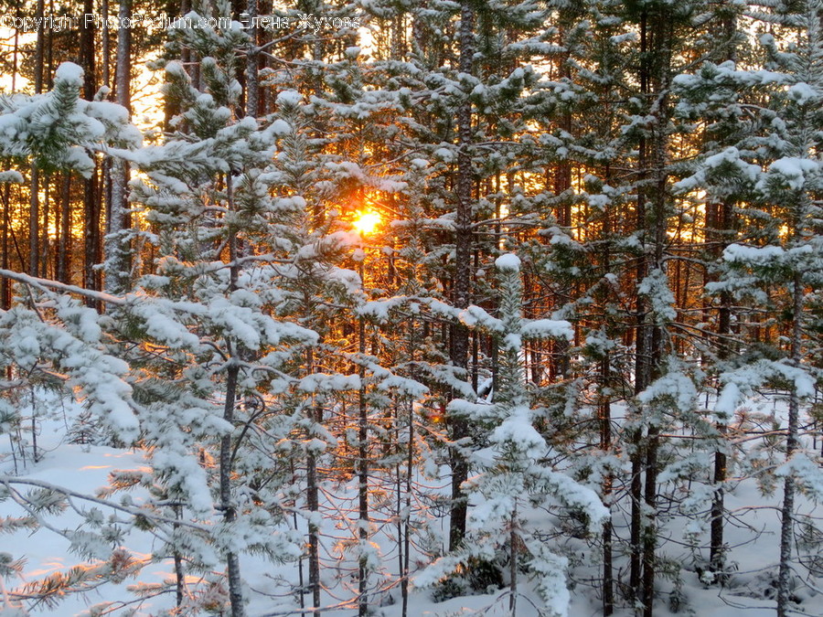 Flare, Light, Nature, Tree, Plant