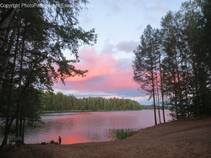 Water, Nature, Outdoors, Tree, Plant