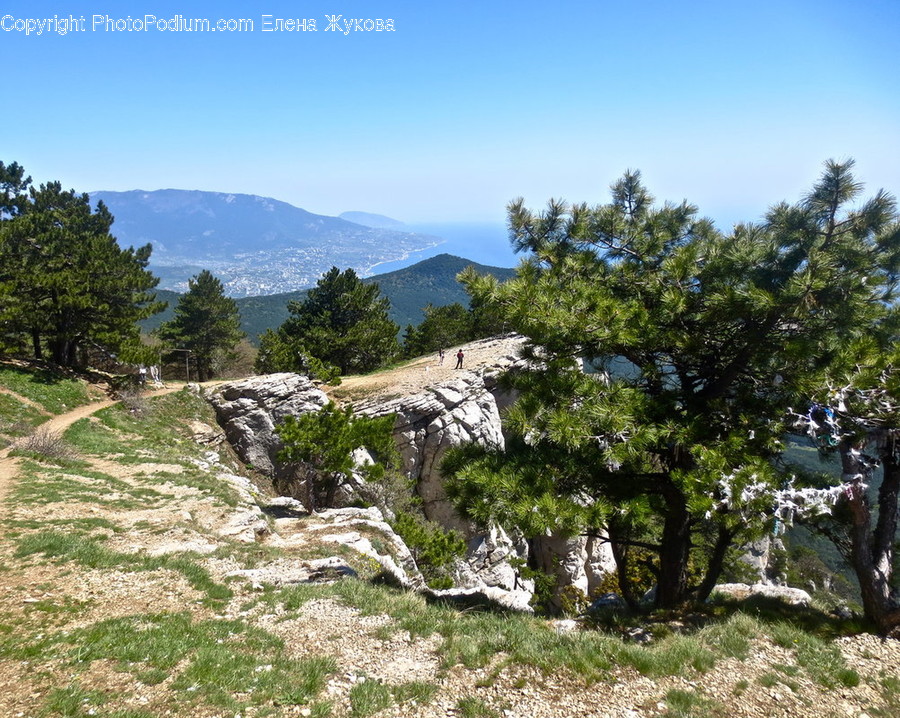 Outdoors, Nature, Plant, Tree, Wilderness