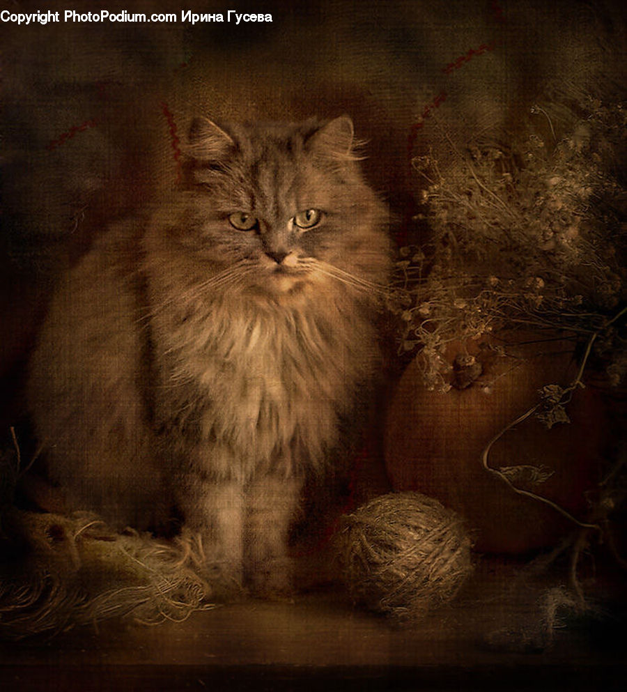 Animal, Cat, Mammal, Manx, Pet, Kitten