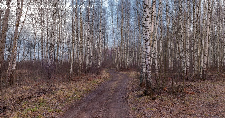 Plant, Tree, Ground, Birch