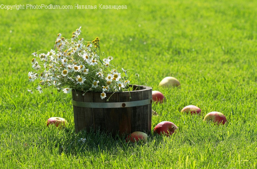Plant, Grass, Food, Fruit, Apple