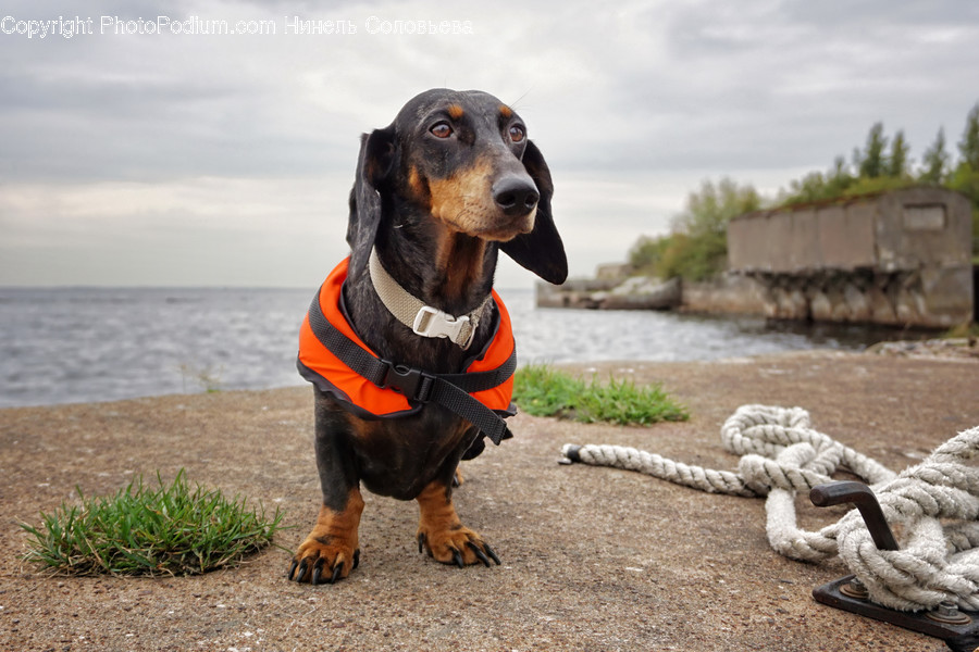 Animal, Mammal, Canine, Pet, Dog