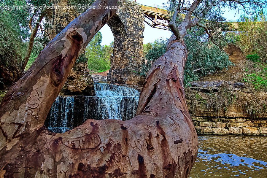 Wood, Water, Outdoors, Plant, Tree