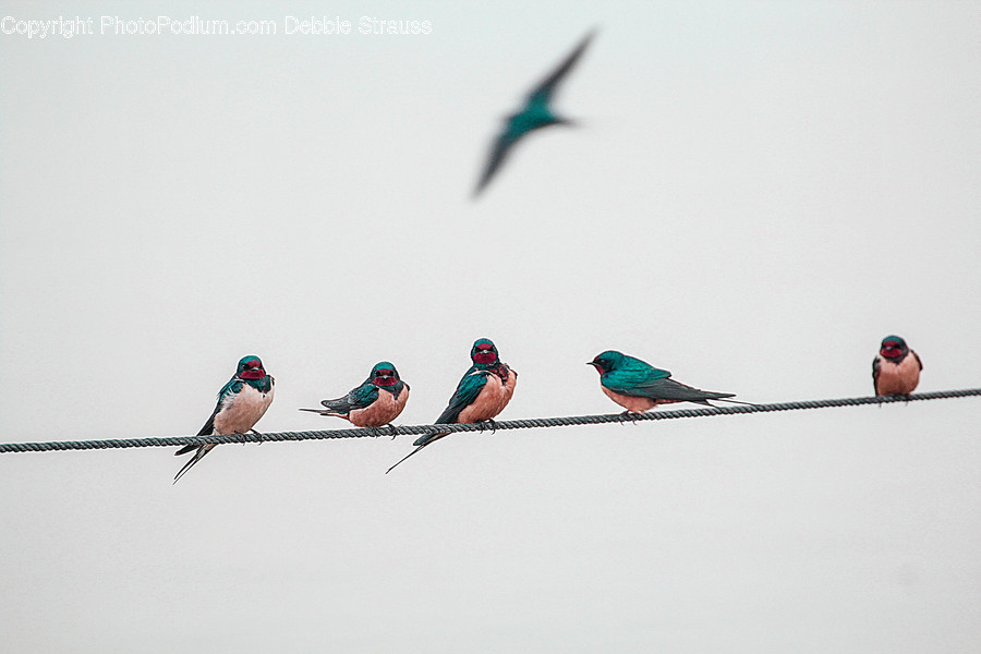 Bird, Animal, Bluebird, Human, Person