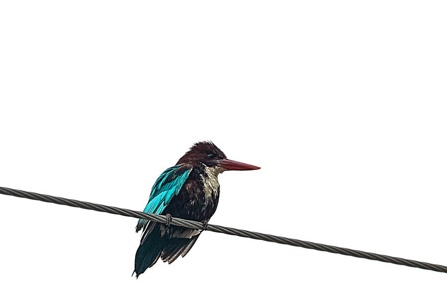 Bird, Animal, Bee Eater, Blackbird, Agelaius