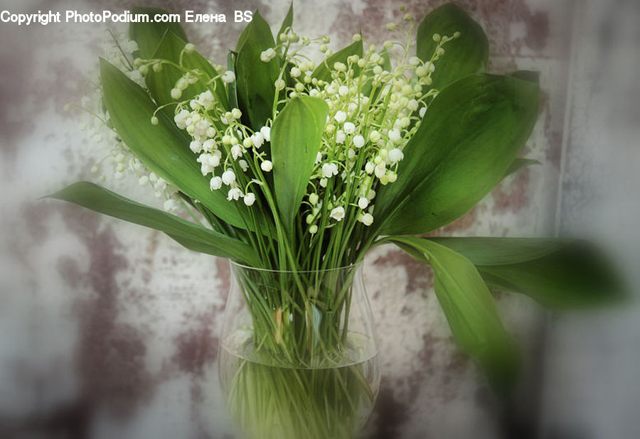Plant, Apiaceae, Blossom, Flower, Flower Arrangement, Flower Bouquet, Field