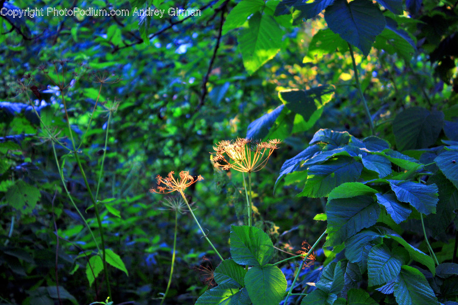Plant, Vegetation, Leaf, Flower, Blossom