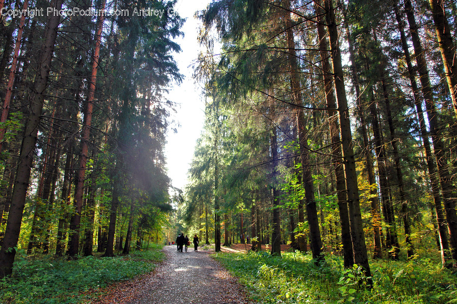 Human, Person, Tree, Plant, Road