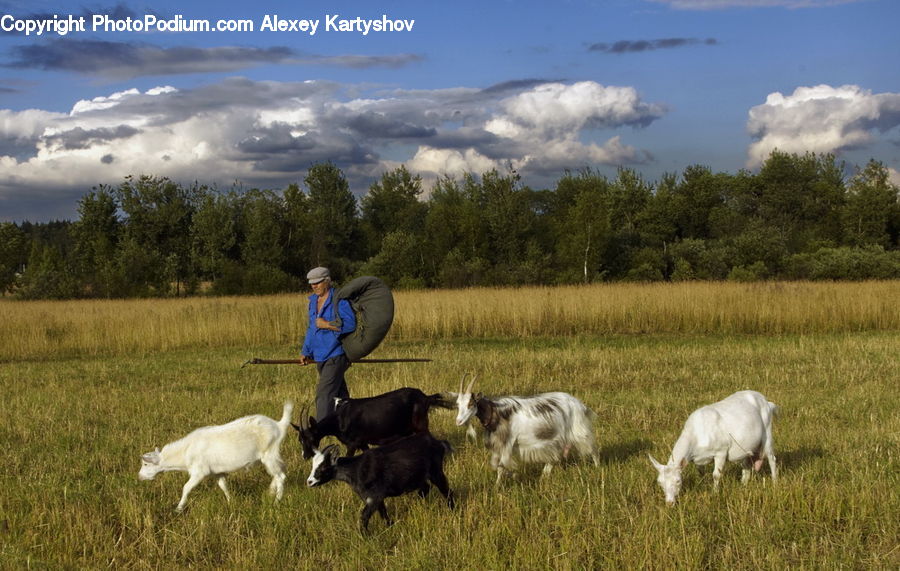 People, Person, Human, Animal, Goat, Mammal, Mountain Goat