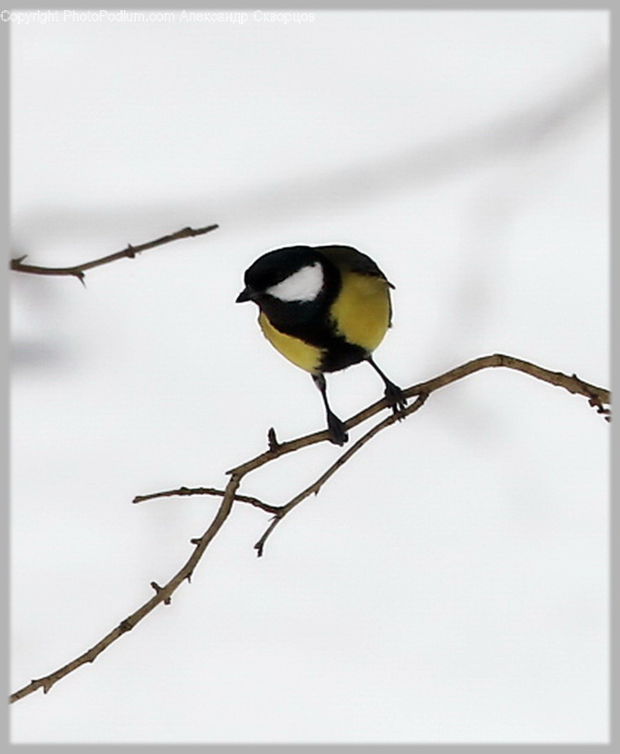 Animal, Bird, Finch, Beak, Blackbird