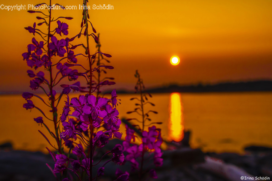 Sunlight, Plant, Flower, Blossom, Outdoors